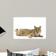 Bobcat Wall Mural