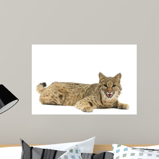 Bobcat Wall Mural