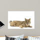 Bobcat Wall Mural