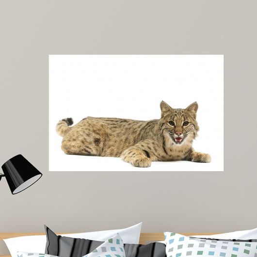 Bobcat Wall Mural