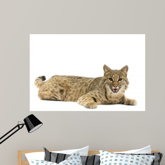 Bobcat Wall Mural