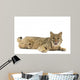 Bobcat Wall Mural