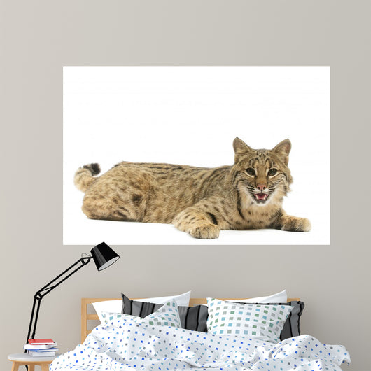 Bobcat Wall Mural