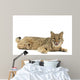 Bobcat Wall Mural