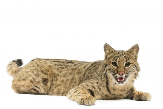 Bobcat Wall Mural