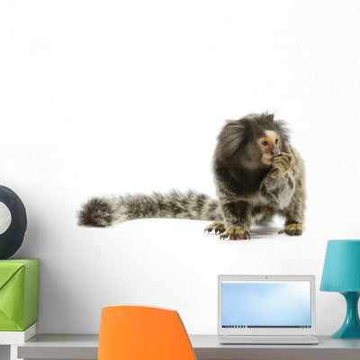 Marmoset Monkey Wall Decal shown on a wall