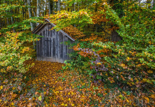 Hut Forest Wall Mural