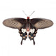 Parides Adamsoni Butterfly Wall Decal