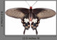 Parides Adamsoni Butterfly Wall Decal