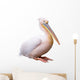 Great White Pelican Isolated over White Background Wall Decal