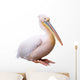 Great White Pelican Isolated over White Background Wall Decal