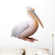 Great White Pelican Isolated over White Background Wall Decal