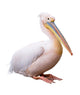 Great White Pelican Isolated over White Background Wall Decal