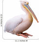 Great White Pelican Isolated over White Background Wall Decal