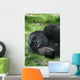 Sleeping Gorilla Wall Mural