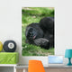 Sleeping Gorilla Wall Mural