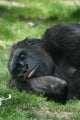 Sleeping Gorilla Wall Mural