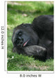 Sleeping Gorilla Wall Mural