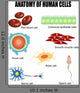 Anatomy Human Cells