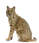 Bobcat Wall Decal