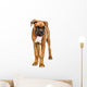 German Boxer