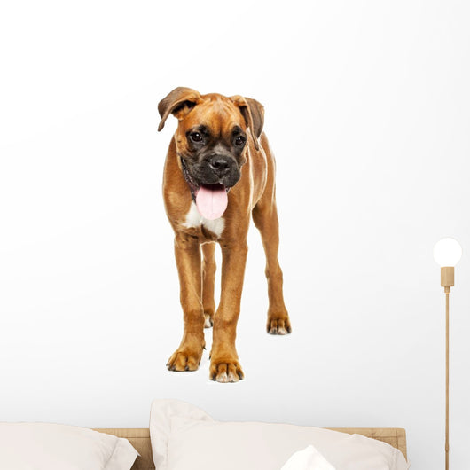German Boxer