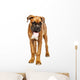 German Boxer