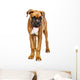 German Boxer