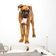 German Boxer