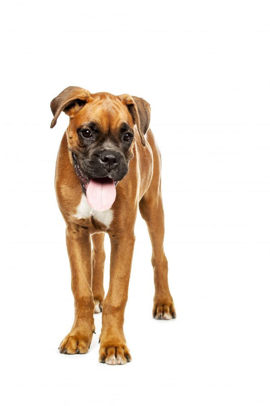 German Boxer