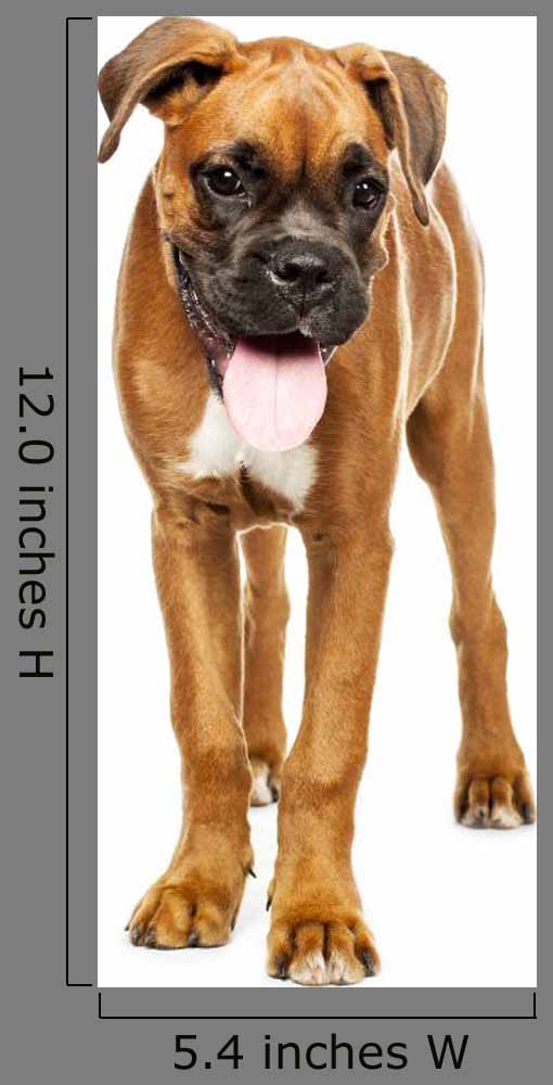 German Boxer
