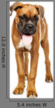 German Boxer