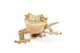 Crested Gecko Wall Mural