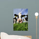 Curious Cow