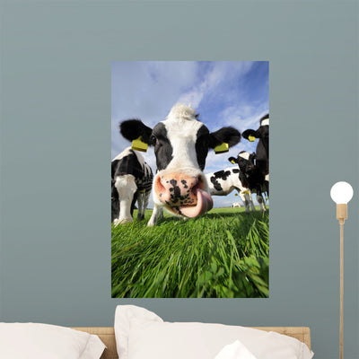 Curious Cow shown on a wall