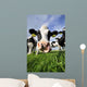 Curious Cow