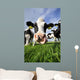 Curious Cow