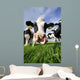 Curious Cow