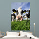 Curious Cow