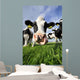 Curious Cow