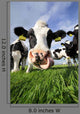 Curious Cow