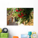 Bougainvillea
