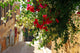 Bougainvillea