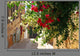 Bougainvillea