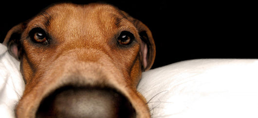 Rhodesian Ridgeback Wall Mural