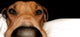 Rhodesian Ridgeback Wall Mural
