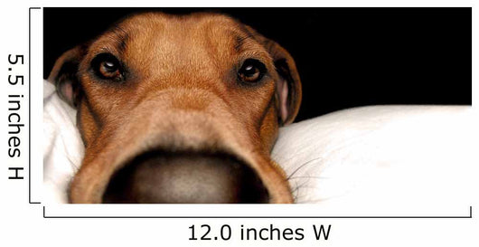 Rhodesian Ridgeback Wall Mural