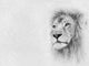 Lion Face Card Banner