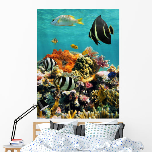 Coral Reef and Tropical