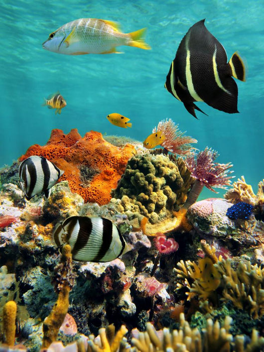 Coral Reef and Tropical